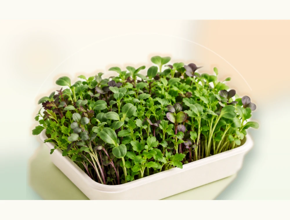 Weekly microgreens subscription tray